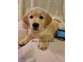 purebred-golden-retriever-puppies-ready-now-small-4