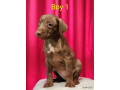 american-staffy-pups-for-sale-small-0