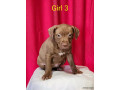 american-staffy-pups-for-sale-small-6