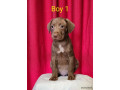 american-staffy-pups-for-sale-small-1