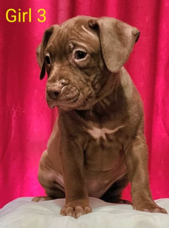 american-staffy-pups-for-sale-big-5