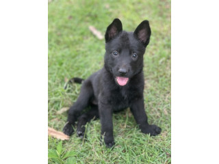 Black German Shephard Puppy for sale in Brisbane