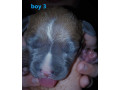 xl-american-staffy-pedigree-papered-ankc-puppys-small-2