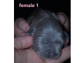 xl-american-staffy-pedigree-papered-ankc-puppys-small-5