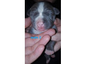 xl-american-staffy-pedigree-papered-ankc-puppys-small-1