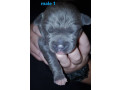 xl-american-staffy-pedigree-papered-ankc-puppys-small-0