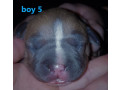 xl-american-staffy-pedigree-papered-ankc-puppys-small-4