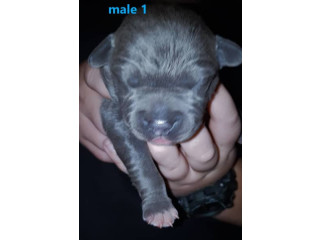 Xl American staffy pedigree papered (ANKC) puppy's