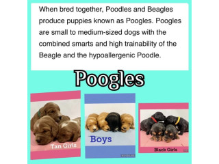 Poogles puppies - Beagles x Poodles - Poogle puppy