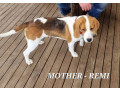 beagle-puppies-small-7