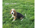 beagle-puppies-small-4