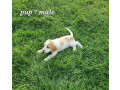 beagle-puppies-small-6