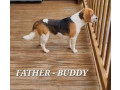 beagle-puppies-small-8