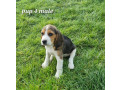 beagle-puppies-small-3