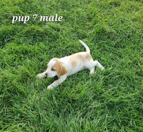 beagle-puppies-big-6