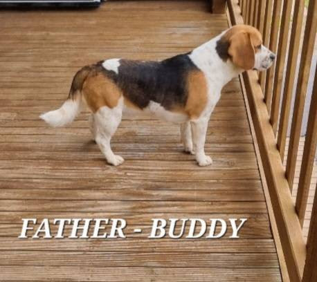 beagle-puppies-big-8