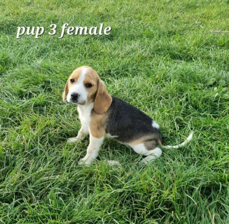 beagle-puppies-big-2