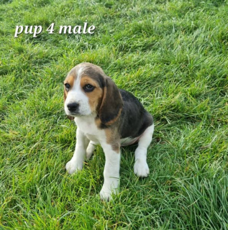 beagle-puppies-big-3