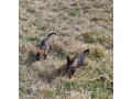 dutch-shepherd-x-belgian-malinois-pups-small-7