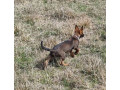 dutch-shepherd-x-belgian-malinois-pups-small-2