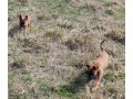 dutch-shepherd-x-belgian-malinois-pups-small-4