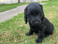 spoodle-puppies-sold-small-2