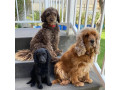 spoodle-puppies-sold-small-0