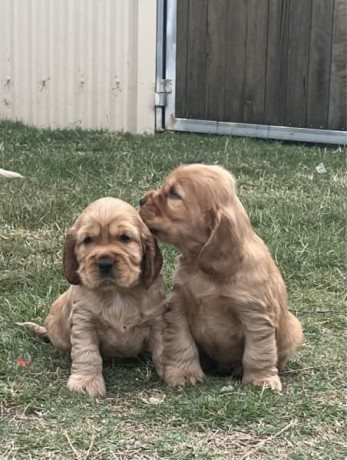 golden-purebred-cocker-spaniel-puppies-big-2