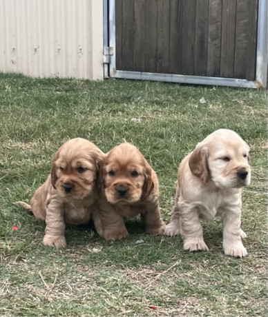 golden-purebred-cocker-spaniel-puppies-big-3