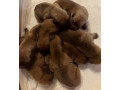 dogue-de-bordeaux-french-mastiff-puppies-small-5