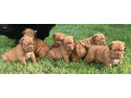 dogue-de-bordeaux-french-mastiff-puppies-small-0