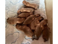 dogue-de-bordeaux-french-mastiff-puppies-small-1