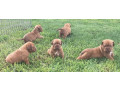 dogue-de-bordeaux-french-mastiff-puppies-small-7