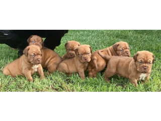 Dogue De Bordeaux French Mastiff Puppies