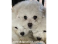 bichon-frise-pure-bred-puppies-for-sale-small-0
