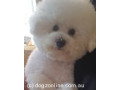 bichon-frise-pure-bred-puppies-for-sale-small-1