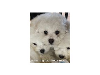 Bichon Frise Pure Bred Puppies for Sale.
