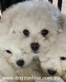 bichon-frise-pure-bred-puppies-for-sale-big-0