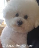 bichon-frise-pure-bred-puppies-for-sale-big-1