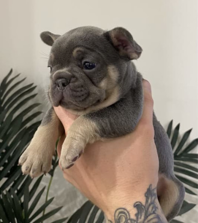 Purebred French Bulldog Puppies, Carlisle