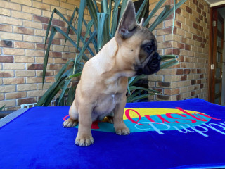 ANKC REGISTERED FRENCH BULLDOG PUPPIES