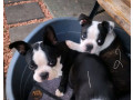 pure-bred-boston-terriers-pups-small-1