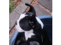 pure-bred-boston-terriers-pups-small-6