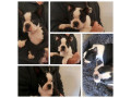 pure-bred-boston-terriers-pups-small-0