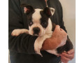 pure-bred-boston-terriers-pups-small-7