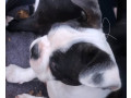 pure-bred-boston-terriers-pups-small-3