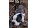 pure-bred-boston-terriers-pups-small-4