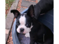 pure-bred-boston-terriers-pups-small-2