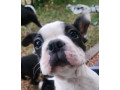 pure-bred-boston-terriers-pups-small-5