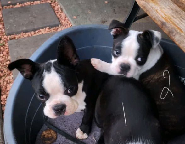 pure-bred-boston-terriers-pups-big-1